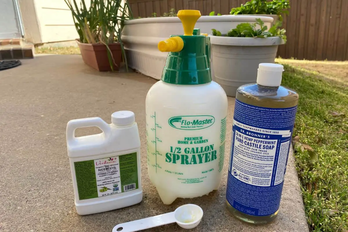 Will Neem Oil Kill or Repel Ants? All You Need to Know Backyard