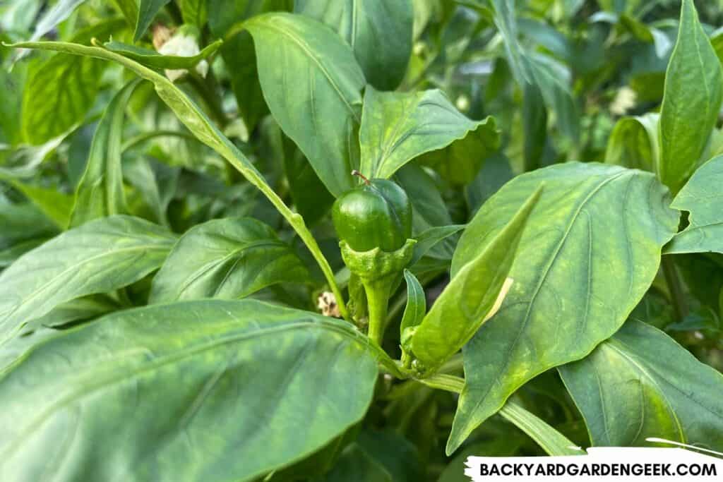 Small Green Bell Pepper