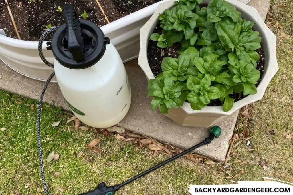 Using Soapy Water on Spinach Aphids