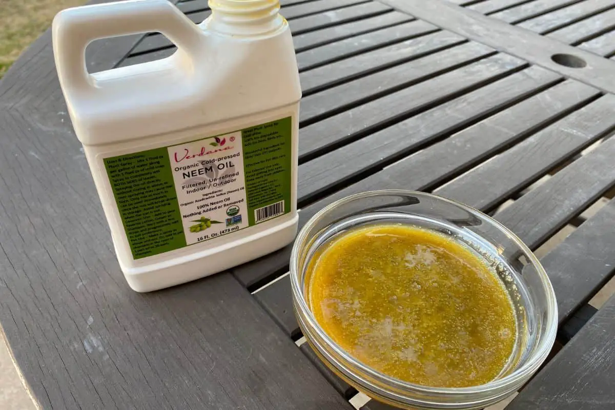 Will Neem Oil Kill or Repel Ants? All You Need to Know Backyard