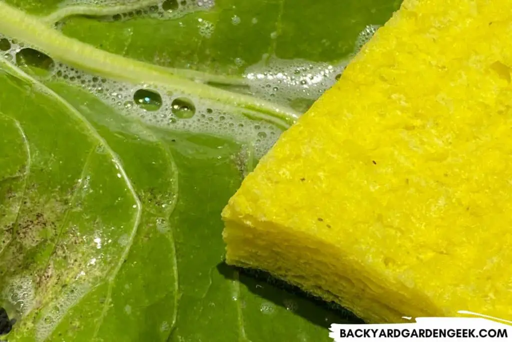 Washing Leaves with Sponge to Remove Aphids