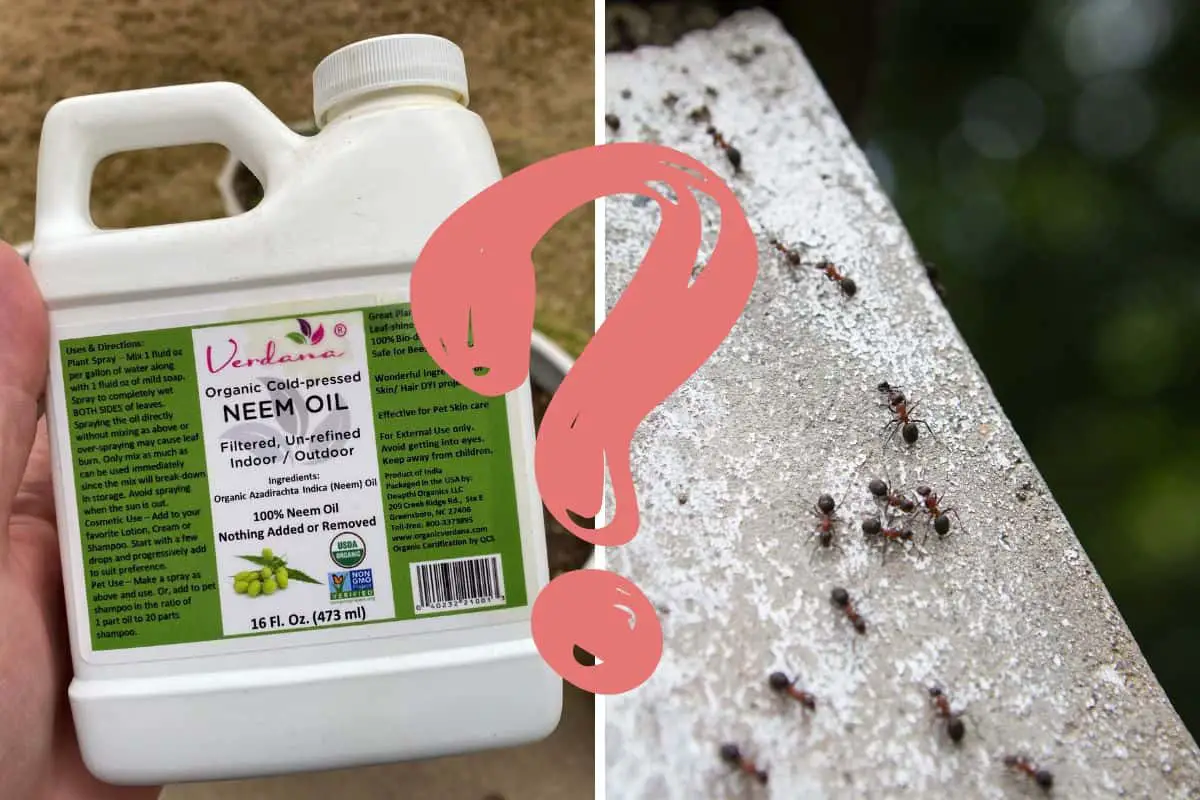 Will Neem Oil Kill Ants