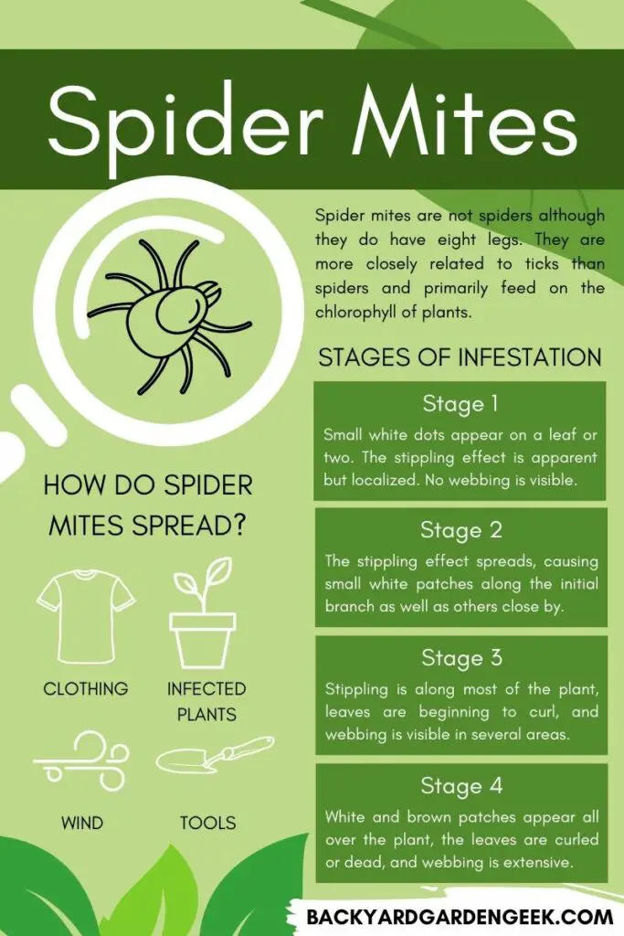 Infographic describing how spider mites spread and explaining the 4 stages of spider mite infestation. 