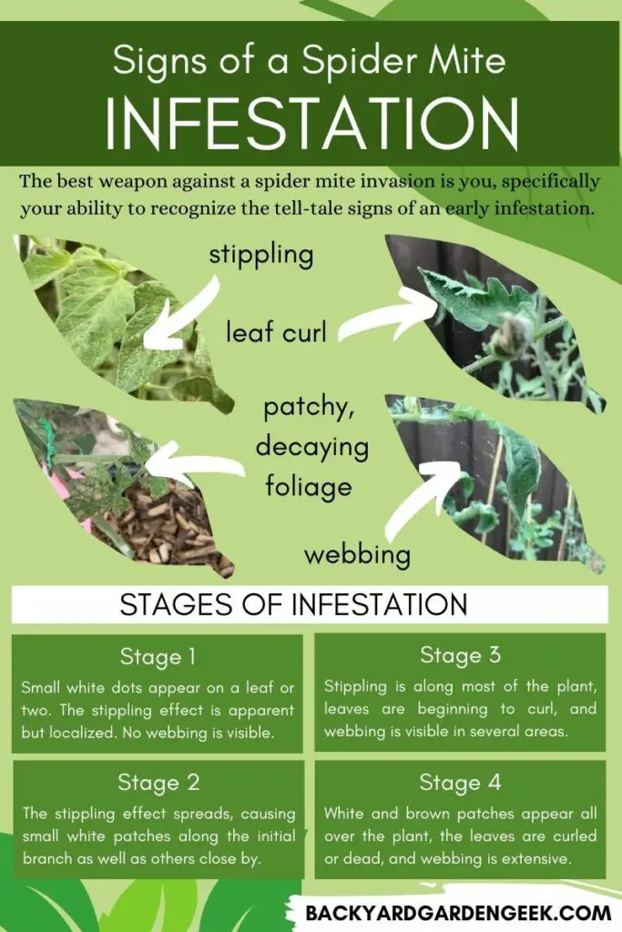 Infographic showing signs of a spider mite infestation and describing stages of an infestation
