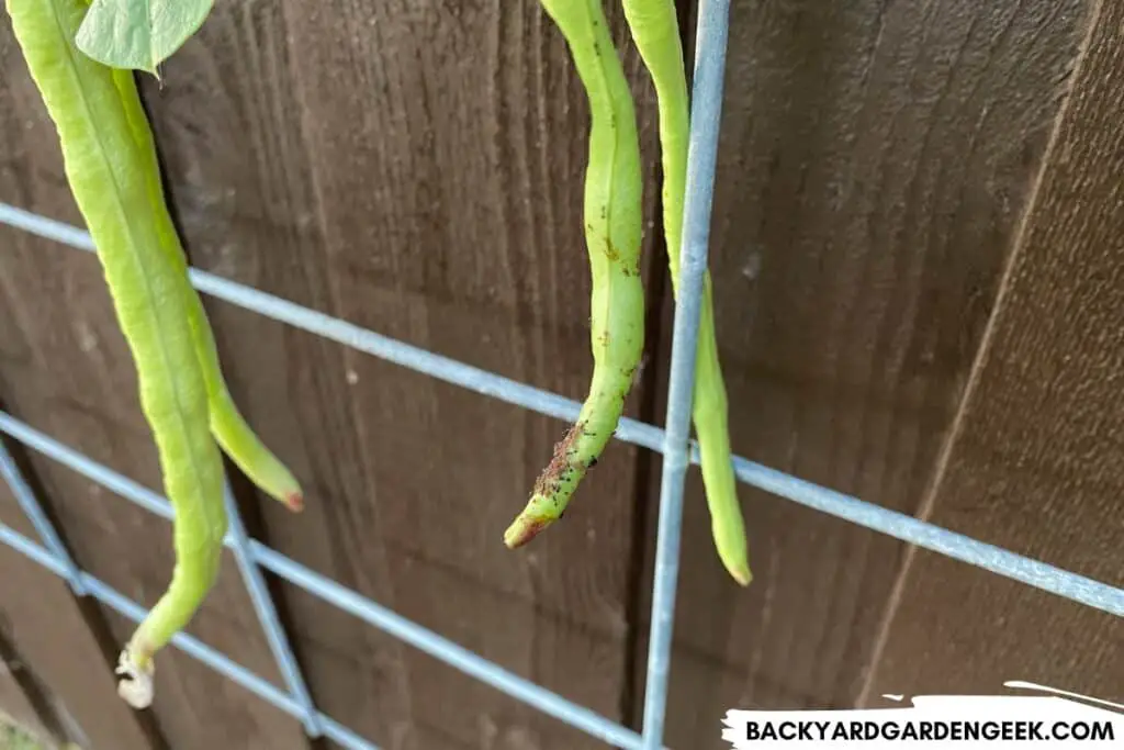 Ants Crawling Around Aphids on a Bean Plant