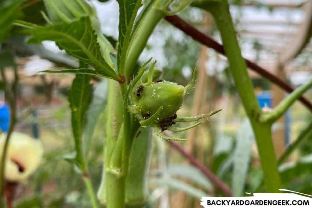 Ants Crawling Around an Okra Pod