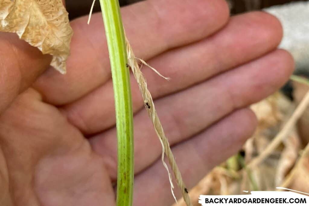 Ants Crawling on Bean Plants