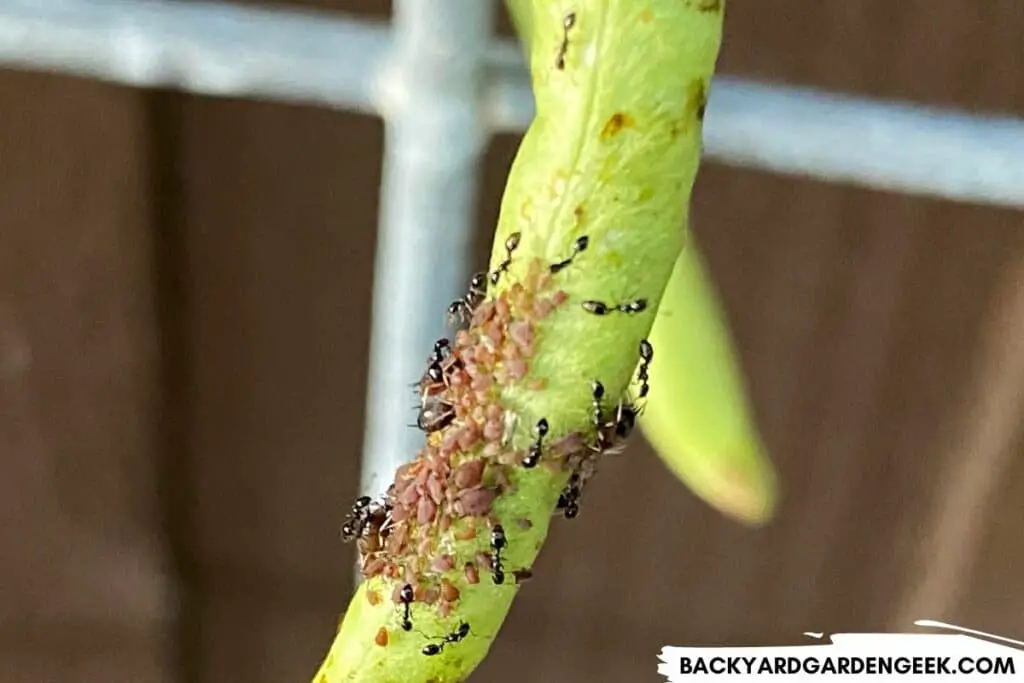 Ants Among Aphids on a Bean Plant
