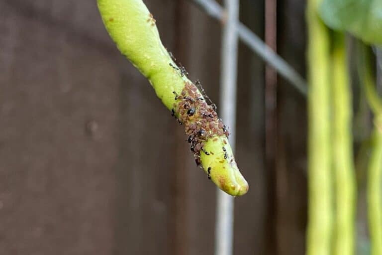 Ants on Your Bean Plants? Here’s How to Get Rid of Them