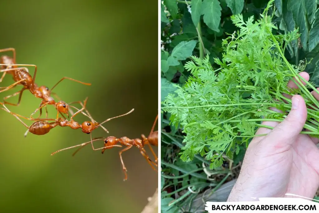 Ants and Carrot Greens