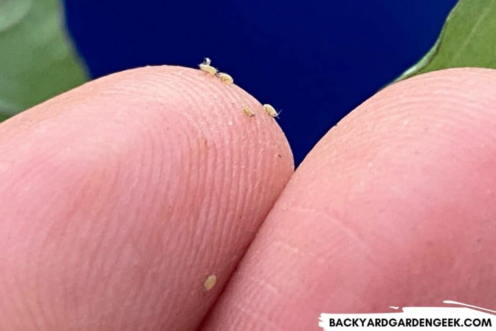 Aphids Crawling on My Fingers