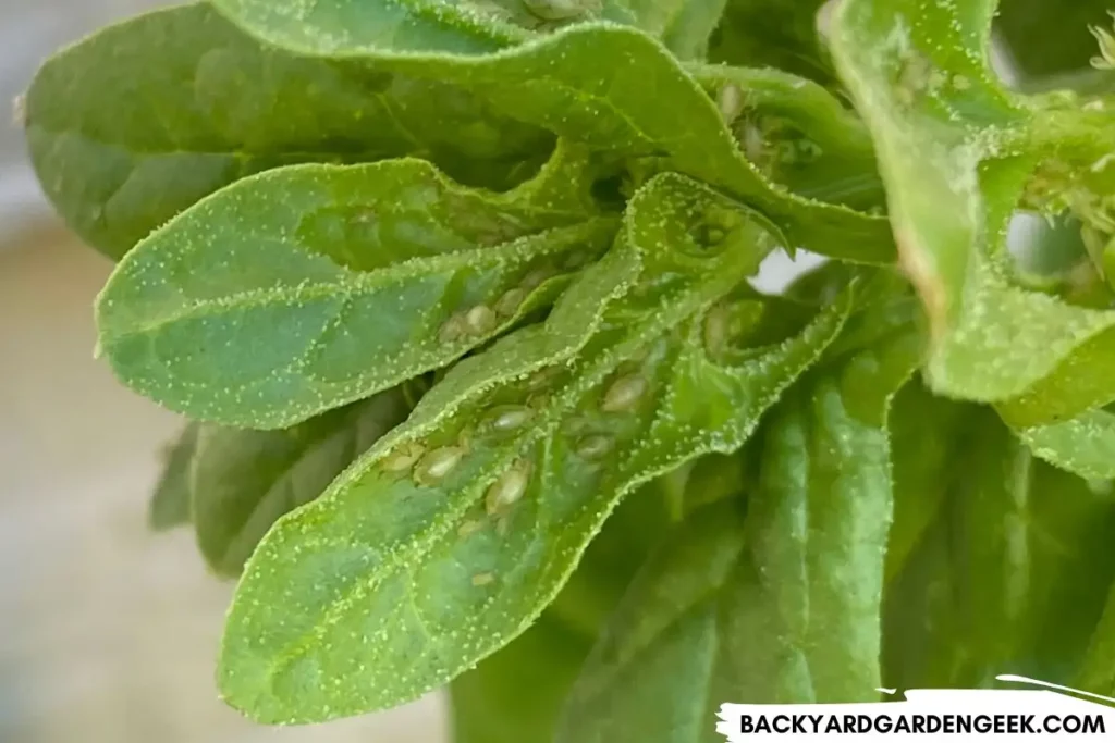 Aphids and Honeydew Droplets