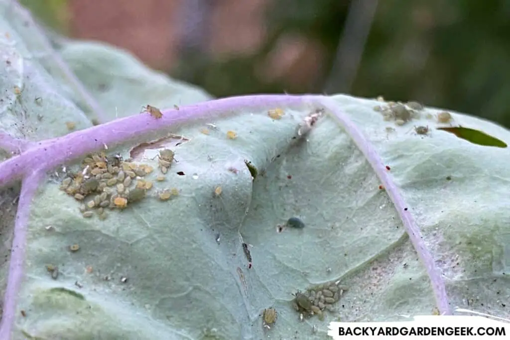 Aphids of All Sizes on a Kale Plant