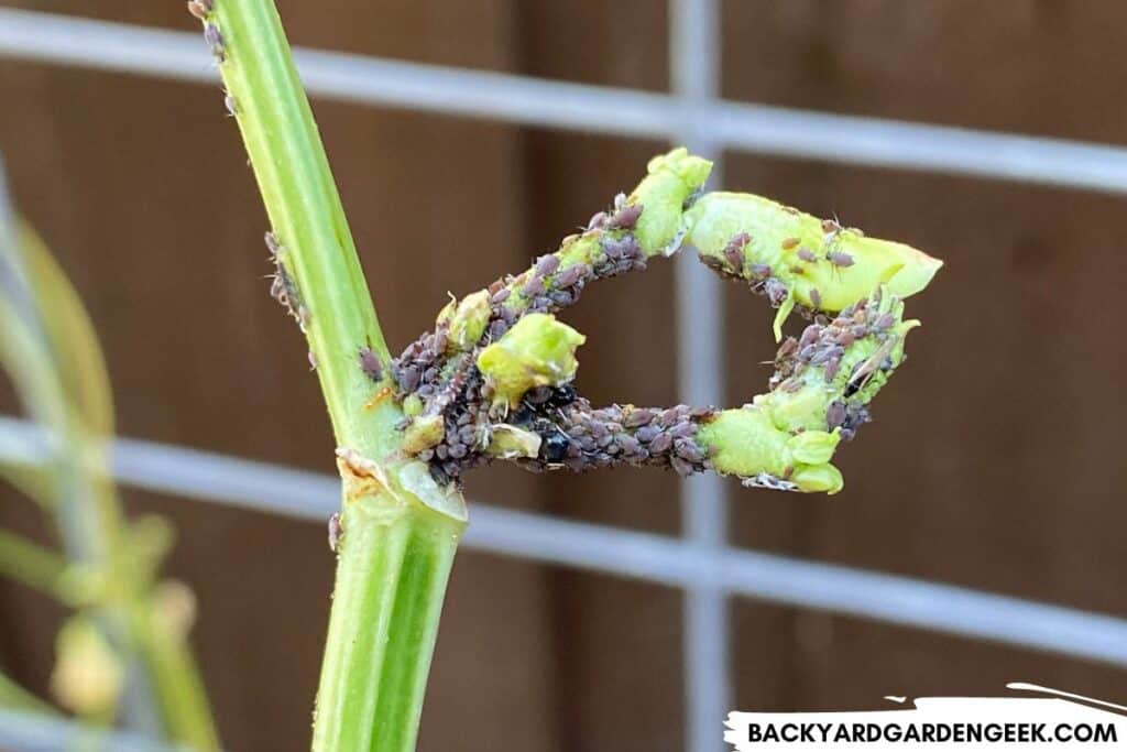 Aphids on Flower Buds of Bean Plant