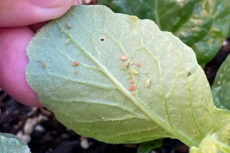 Will Aphids Go Away on Their Own? 9 Things to Know