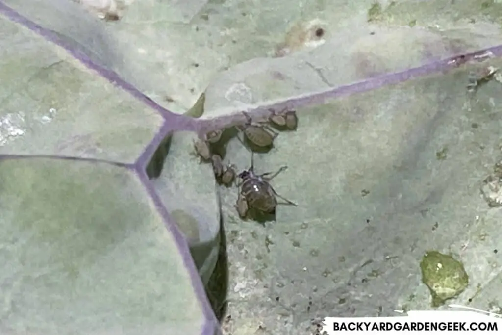 Aphids on a Kale Plant