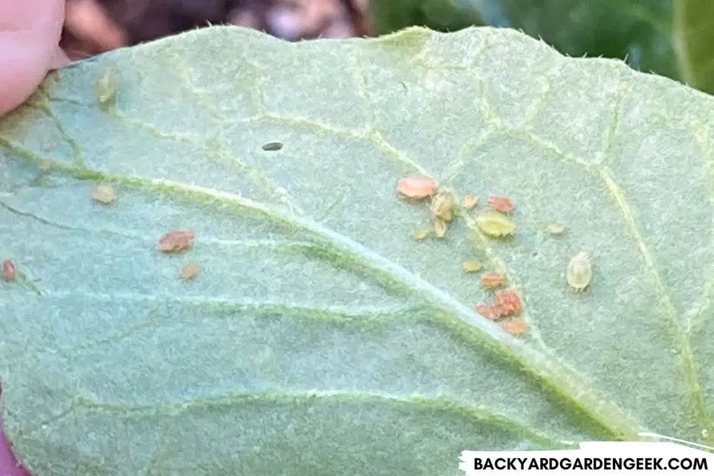 Aphids on a Leaf