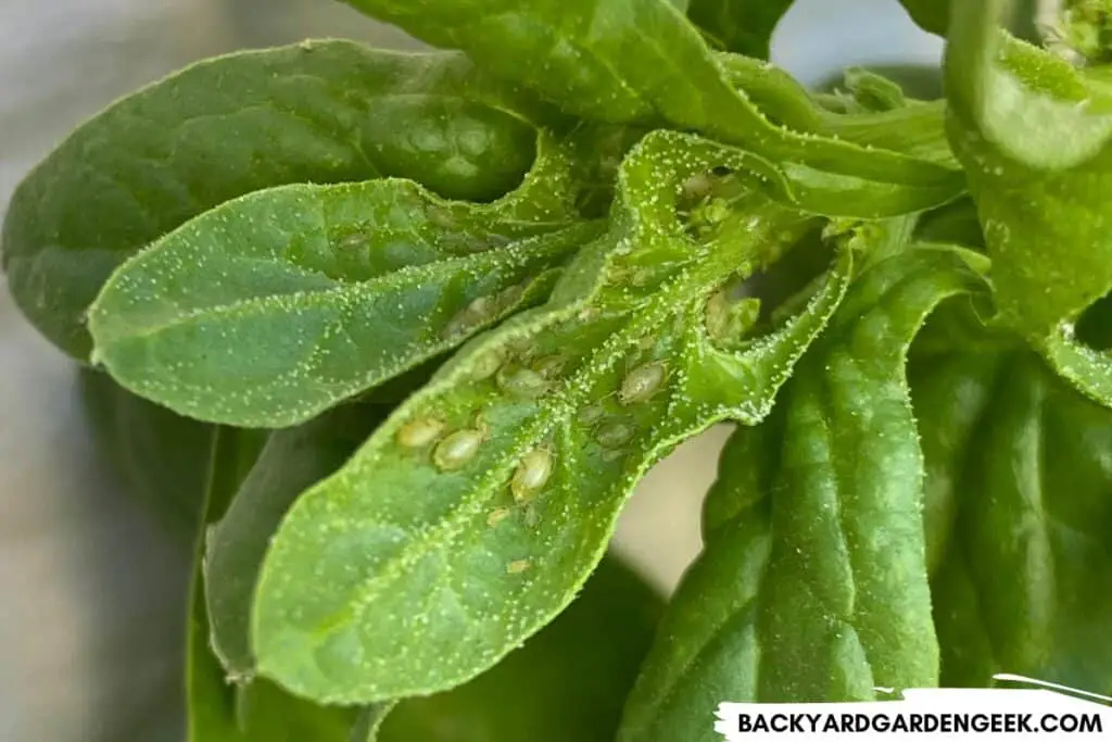 Aphids with Honeydew Droplets on Spinach