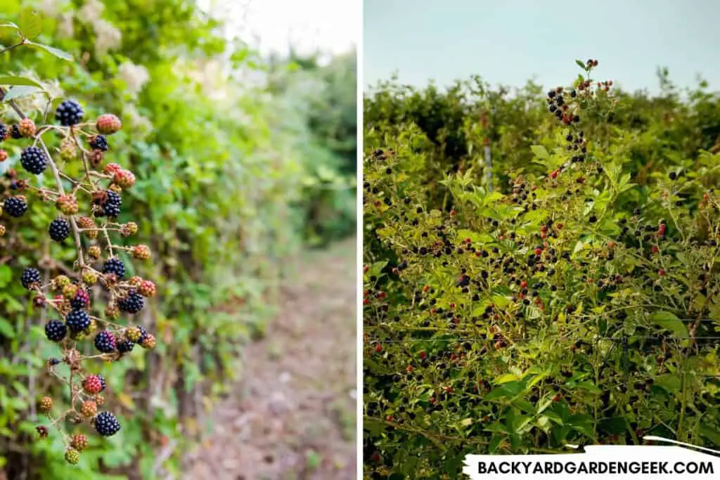 Blackberry Plants