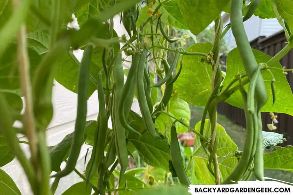 Blue Lake Green Beans on a Trellis