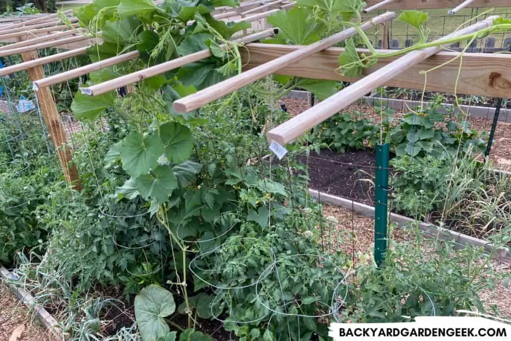 Bottle Gourd Plant Growing in Raised Bed