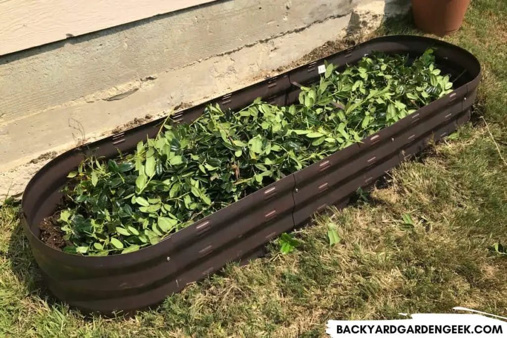 Branches and Leaves in Raised Garden Bed