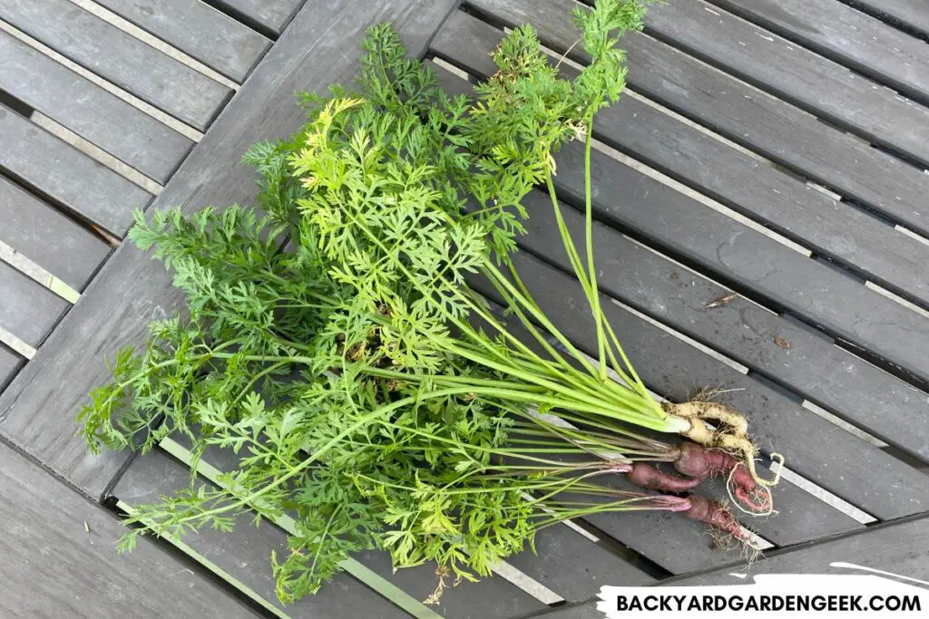 Carrots That Had Too Much Nitrogen