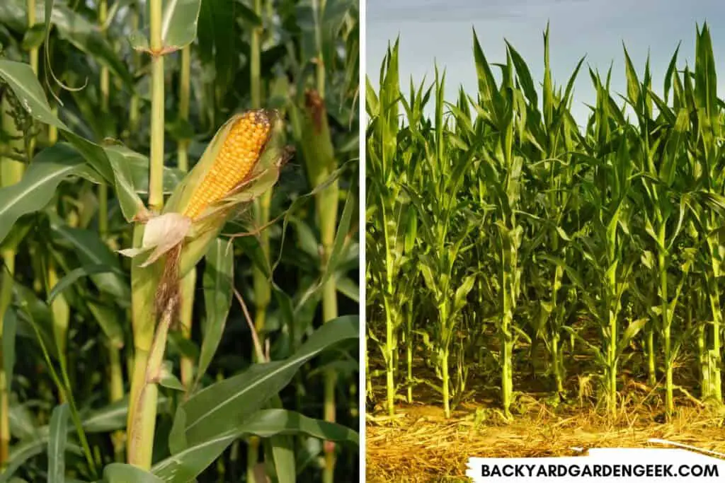 Corn Growing in a Field