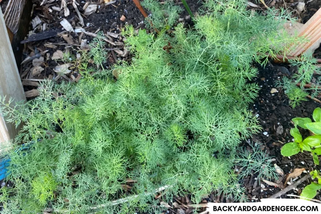 Dill Growing in Raised Garden Bed