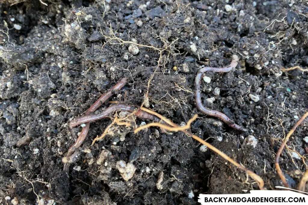 Earthworms in the Soil