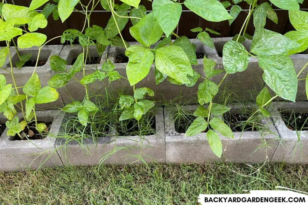 Grass Growing in Cinder Block Raised Bed