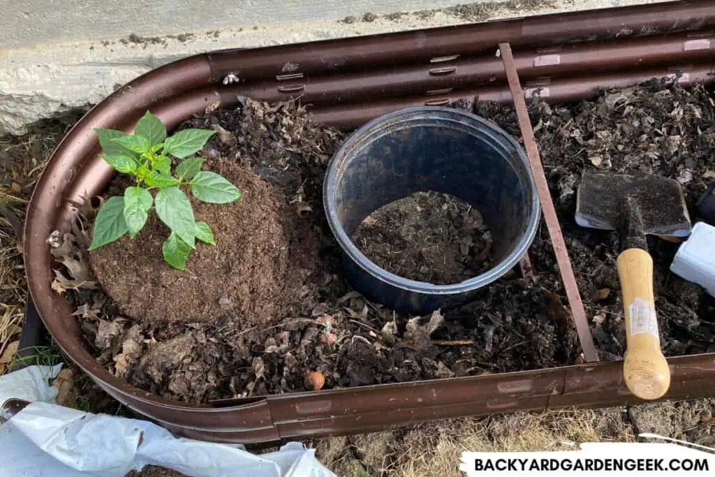 Hack to Grow Pepper Plants in a New Raised Bed