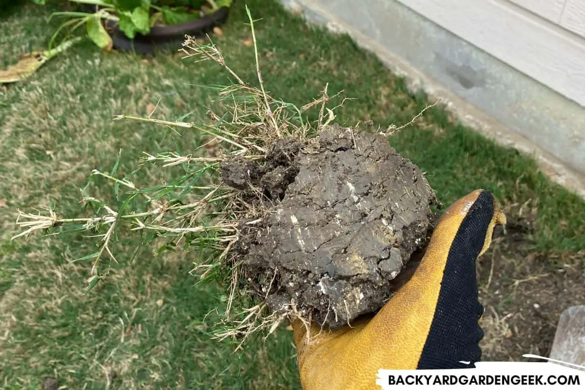 Should You Remove Grass Under Raised Beds? Backyard Garden Geek