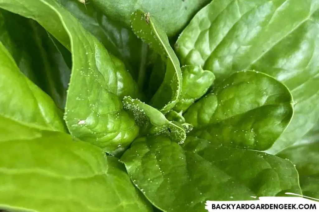 Honeydew Droplets Left by Aphids on Spinach Leaves