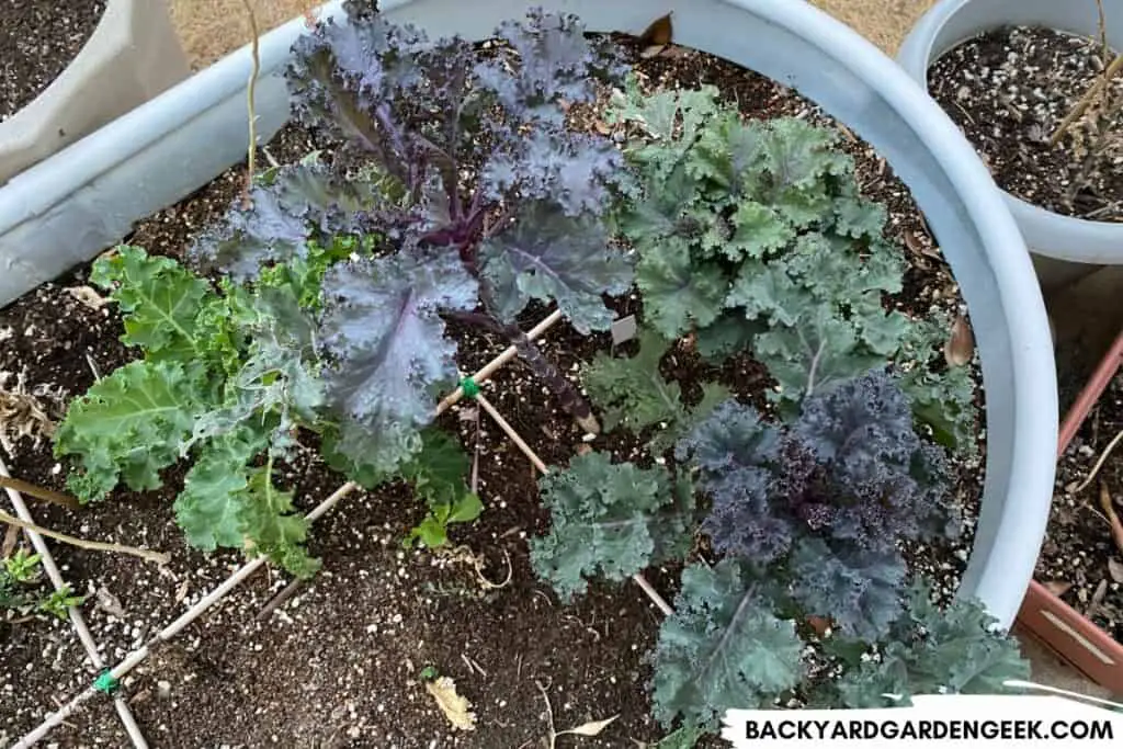 Kale Growing in Raised Patio Bed