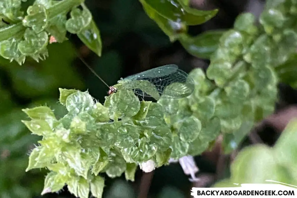 Lacewing Bug on Basil Plant
