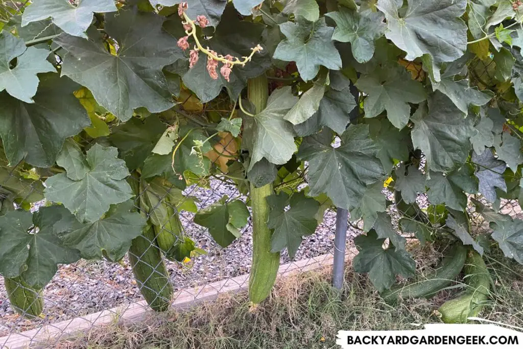 Luffa Plant Growing Along a Chain Link Fence