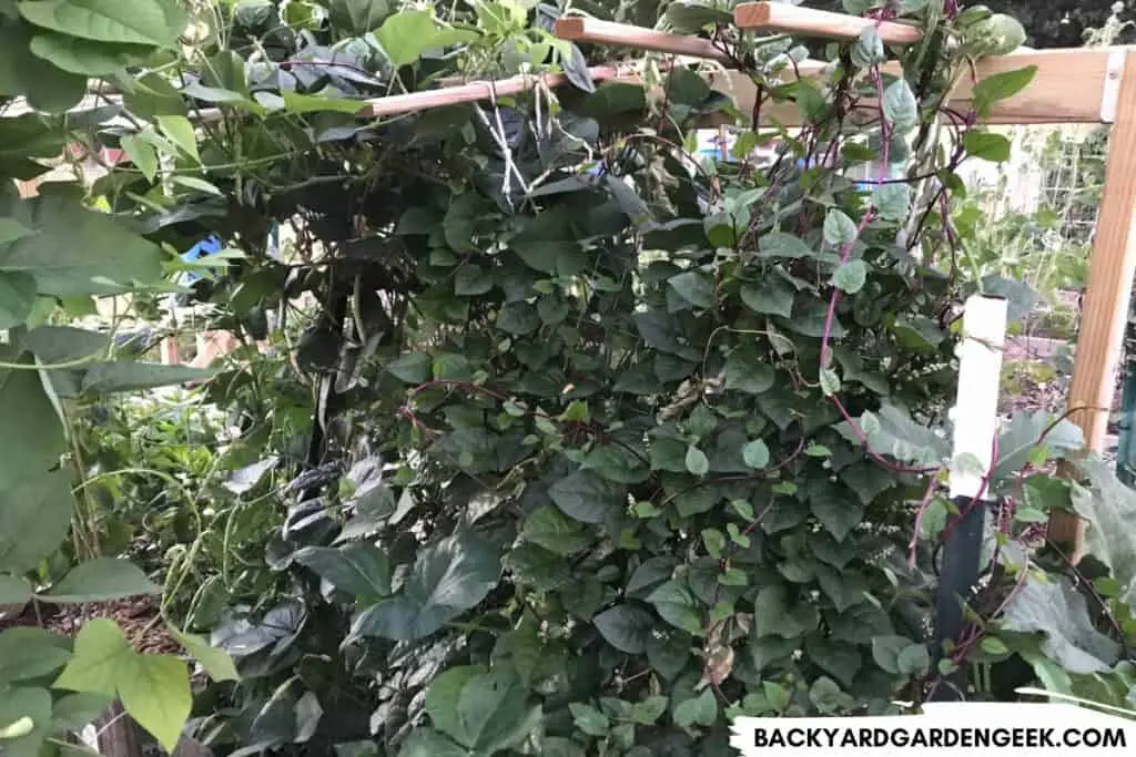 Malabar Spinach Growing in Raised Bed