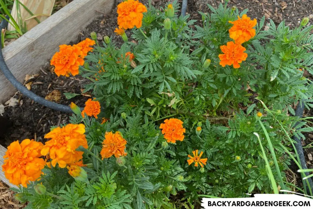 Marigolds Growing in a Raised Garden Bed