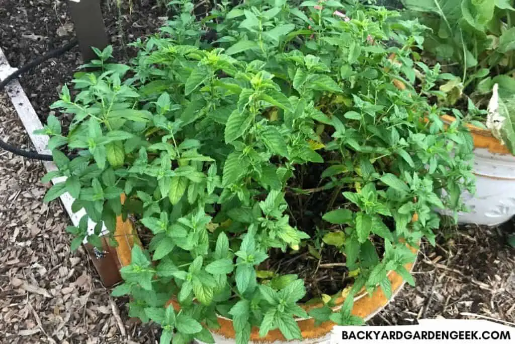 Mint Plant Growing in a Container