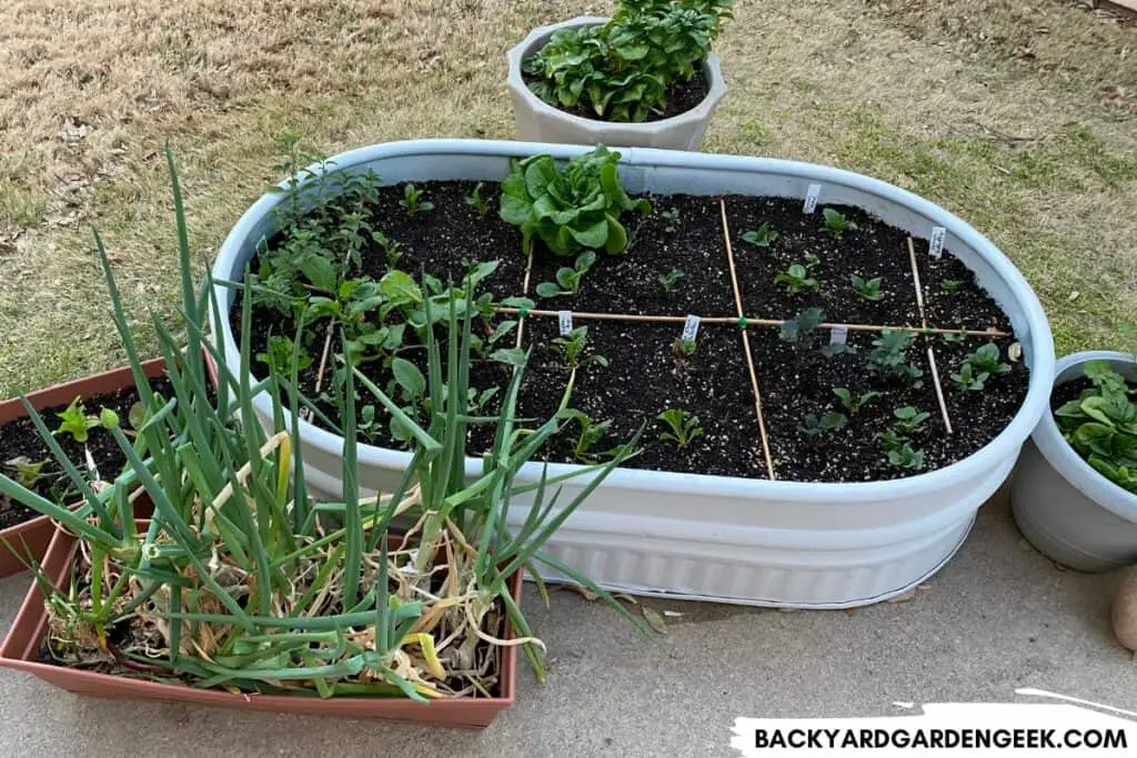 New Plants Growing in a Raised Bed on the Patio