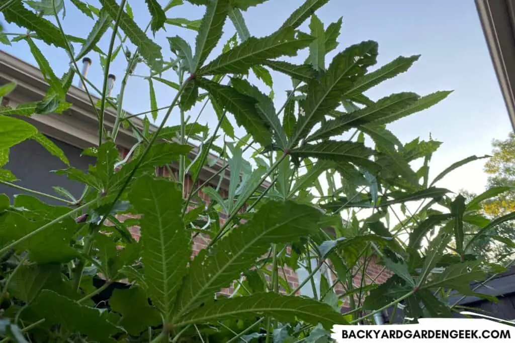 Okra Growing in a Raised Bed