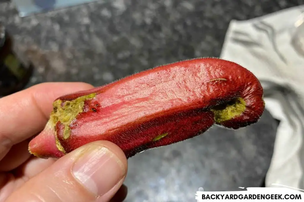 Okra Pod Damaged by Aphids