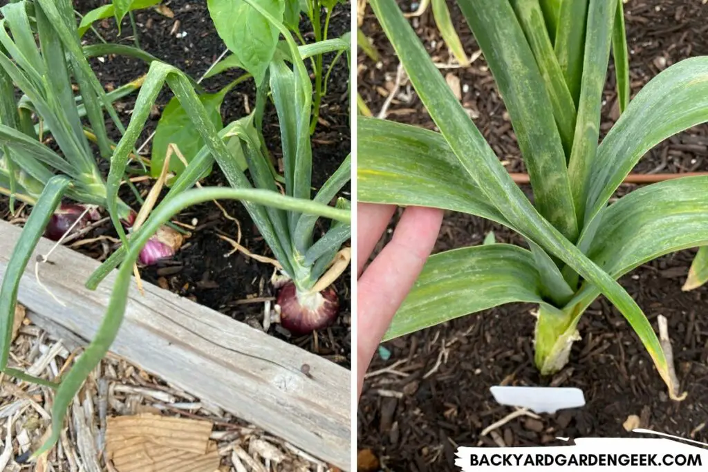 Onions and Garlic in Raised Garden Beds