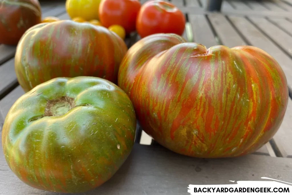 Organic Tomatoes Right After Harvest