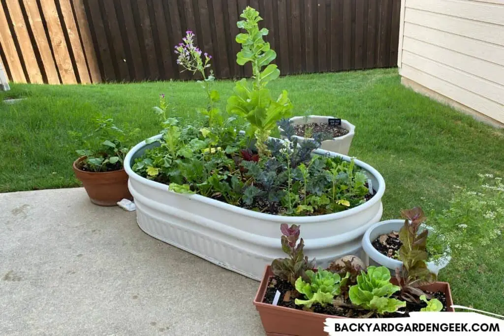 Plants Going to Seed in Raised Patio Bed