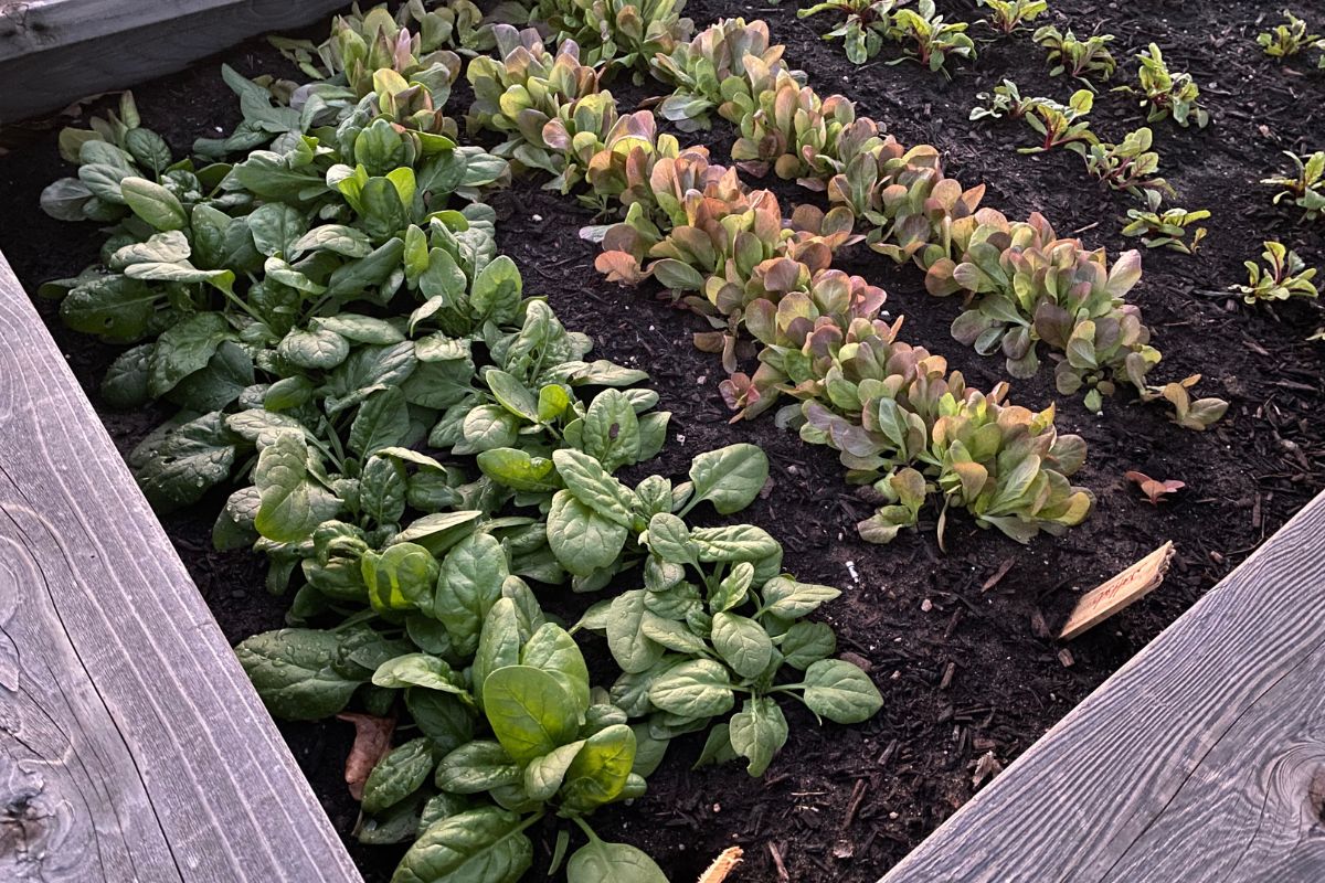 Plants Growing in a Raised Bed Garden