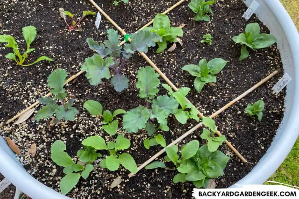 Plants Growing the Raised Patio Bed