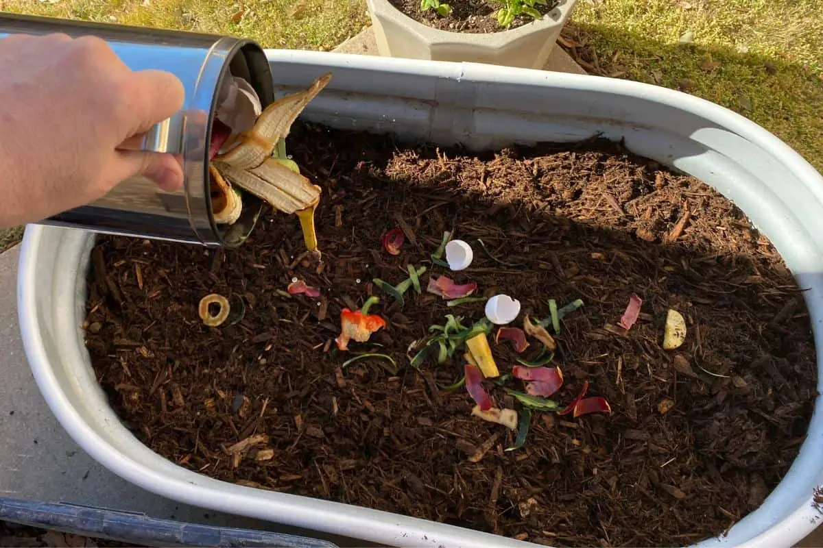 Pouring Kitchen Scraps Into a Raised Bed