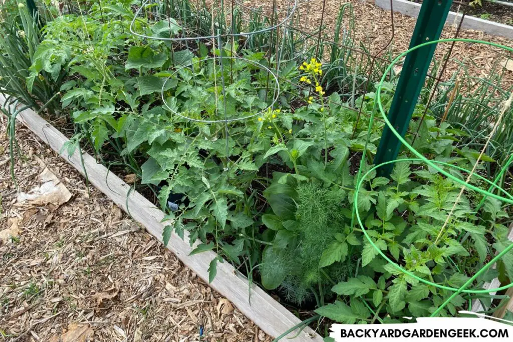 Raised Bed Filled with Healthy Vegetables